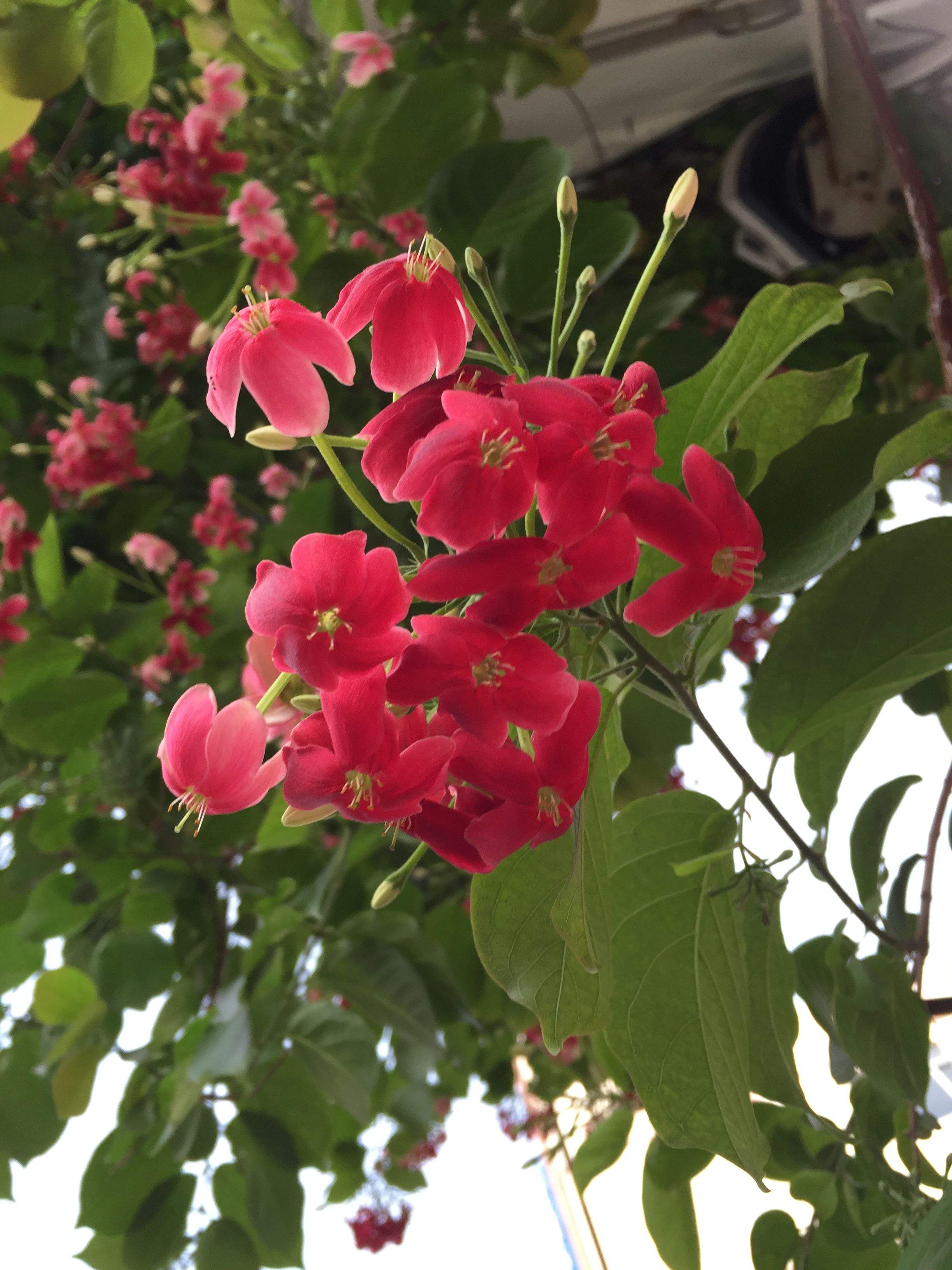 植物图片图片
