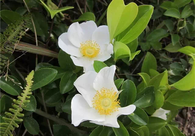 石竹花图片 石竹图片 石竹植物图片图片
