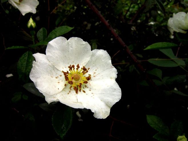 石竹花图片 石竹图片 石竹植物图片图片