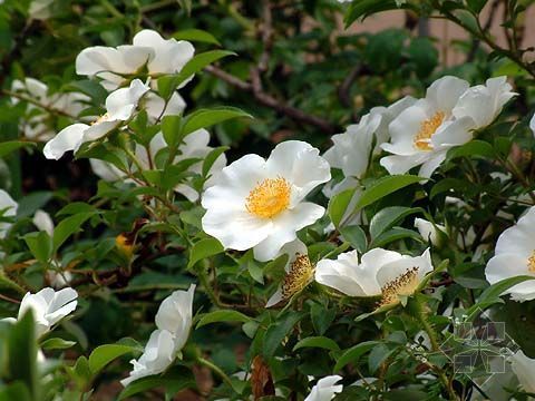 石竹花图片 石竹图片 石竹植物图片图片