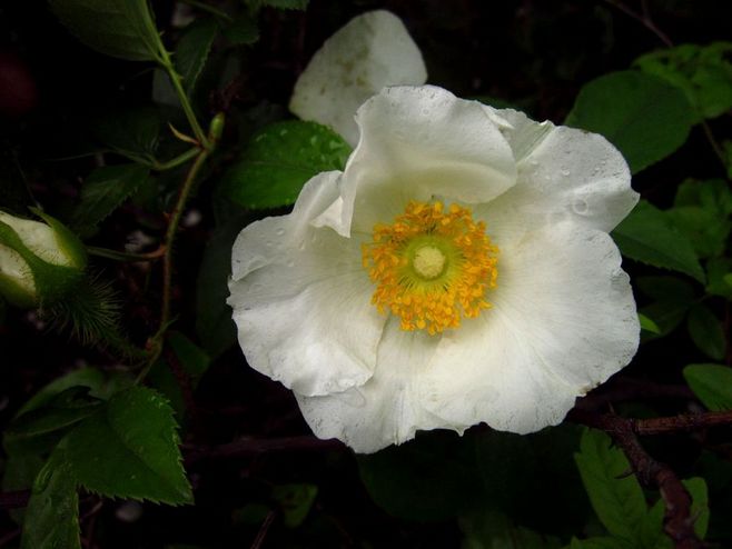 石竹花图片 石竹图片 石竹植物图片图片