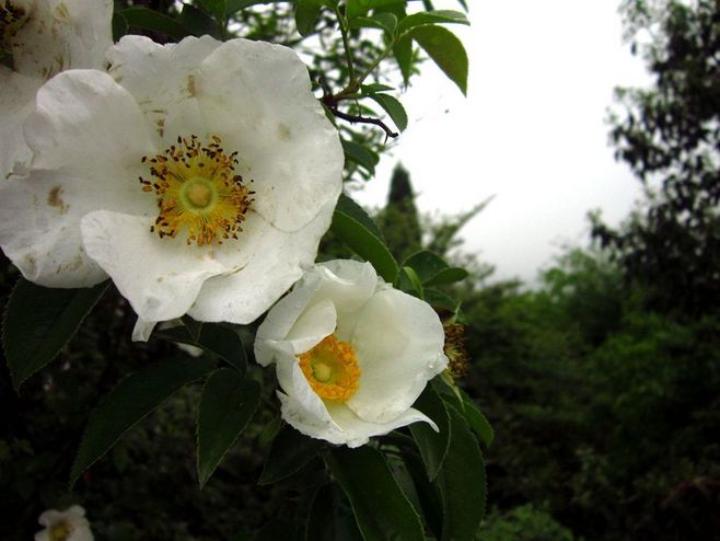 石竹花图片 石竹图片 石竹植物图片图片
