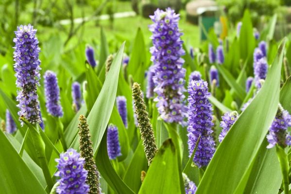 石竹花图片 石竹图片 石竹植物图片图片