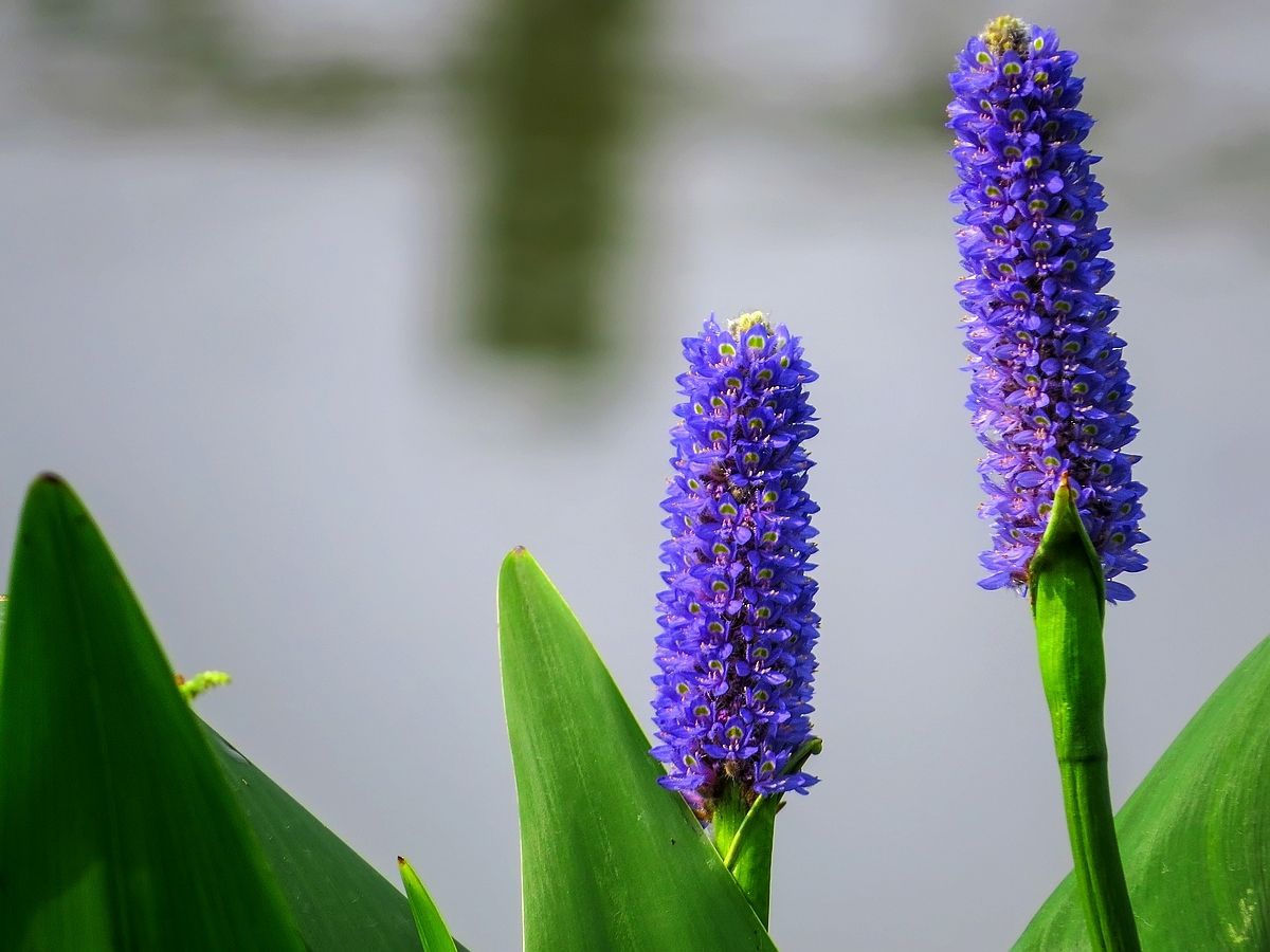 石竹花图片 石竹图片 石竹植物图片图片