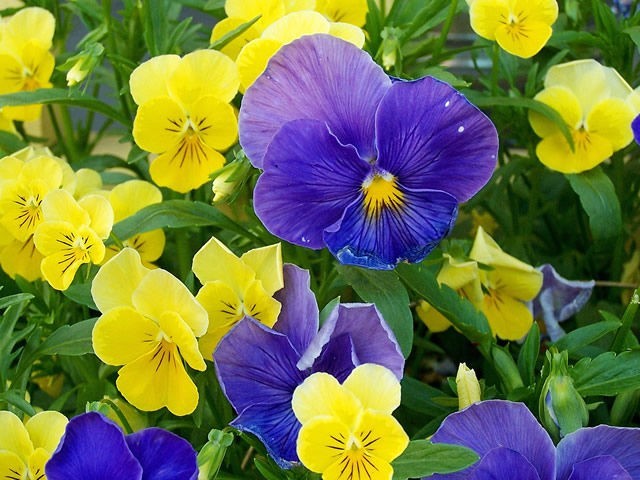 石竹花图片 石竹图片 石竹植物图片图片