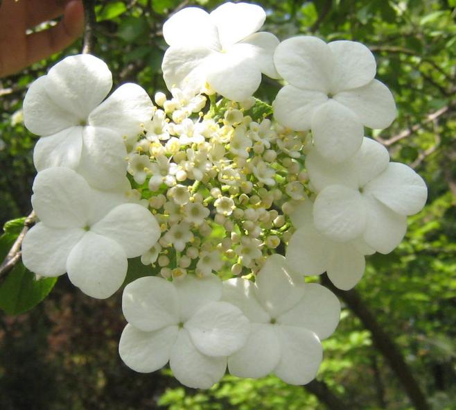石竹花图片 石竹图片 石竹植物图片图片