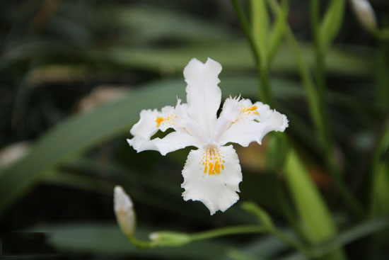 石竹花图片 石竹图片 石竹植物图片图片