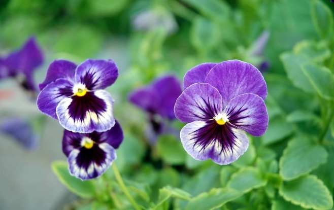石竹花图片 石竹图片 石竹植物图片图片
