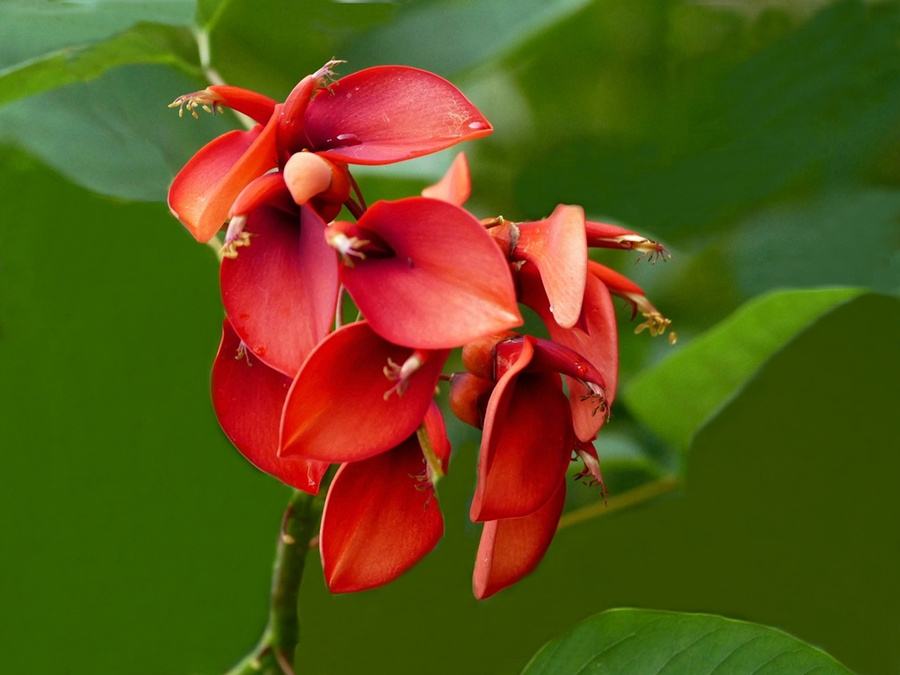 石竹花图片 石竹图片 石竹植物图片图片