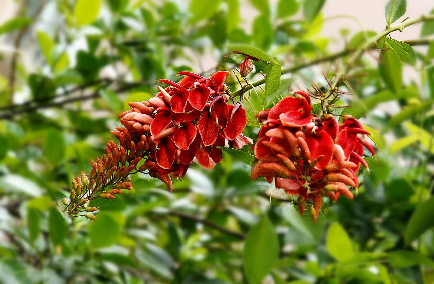 石竹花图片 石竹图片 石竹植物图片图片