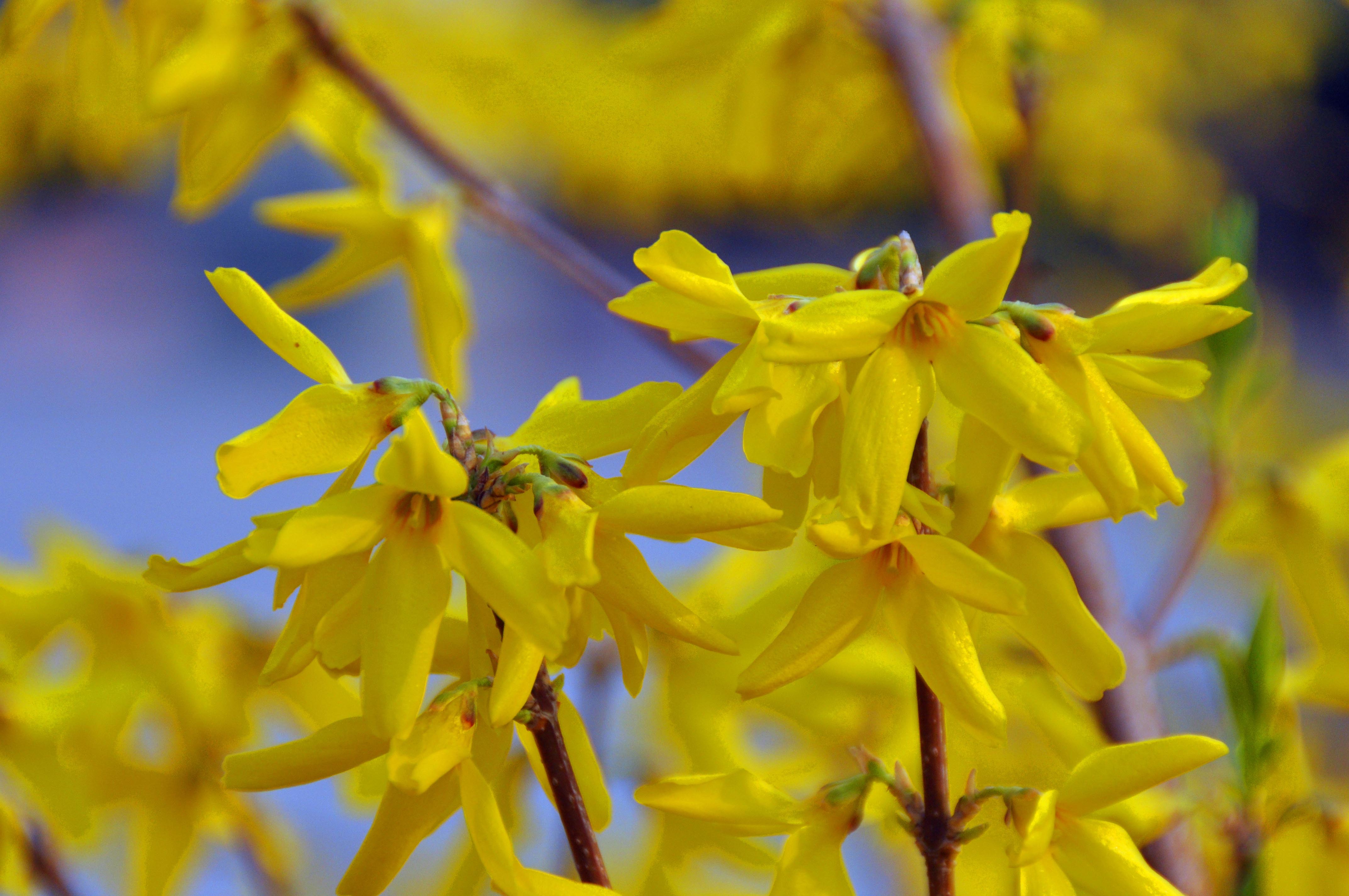石竹花图片 石竹图片 石竹植物图片图片
