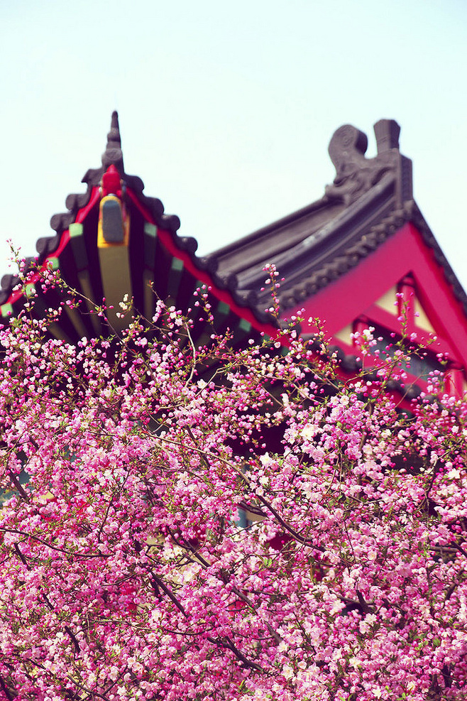 石竹花图片 石竹图片 石竹植物图片图片