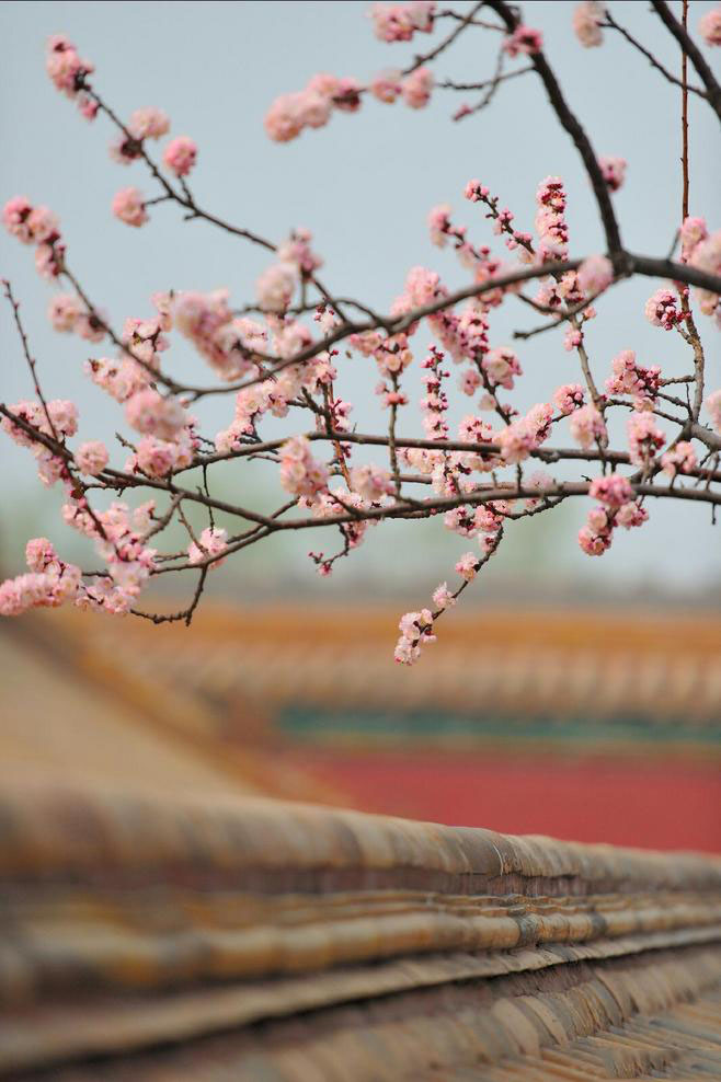 石竹花图片 石竹图片 石竹植物图片图片