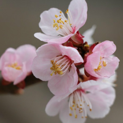 石竹花图片 石竹图片 石竹植物图片图片