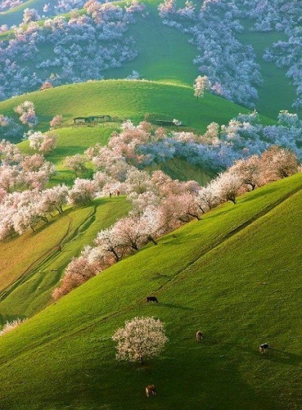 石竹花图片 石竹图片 石竹植物图片图片