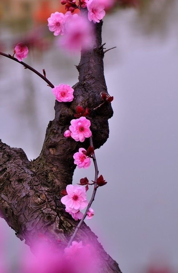 石竹花图片 石竹图片 石竹植物图片图片