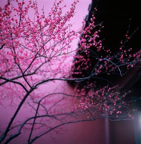 石竹花图片 石竹图片 石竹植物图片图片