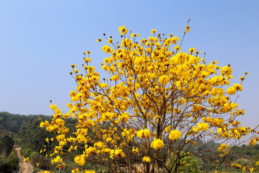 石竹花图片 石竹图片 石竹植物图片图片