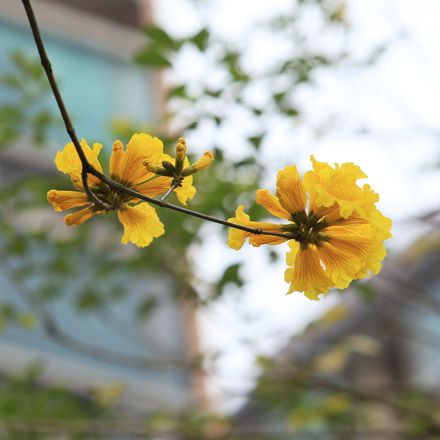 石竹花图片 石竹图片 石竹植物图片图片