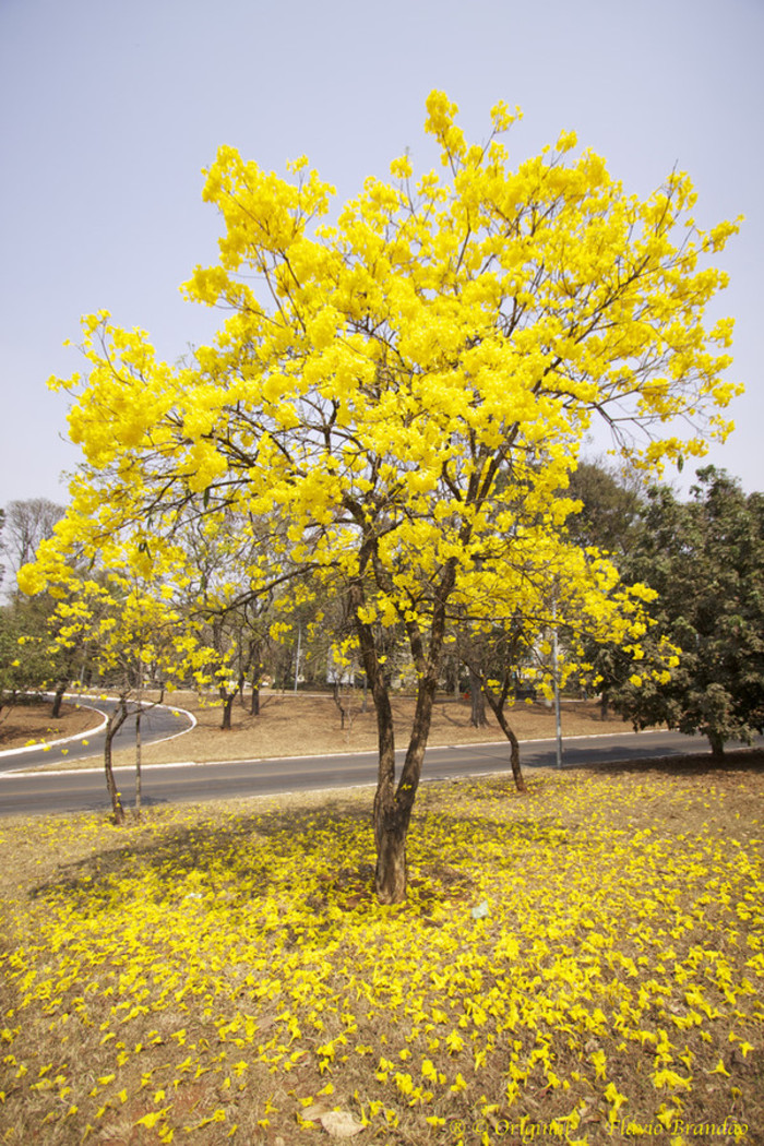 石竹花图片 石竹图片 石竹植物图片图片