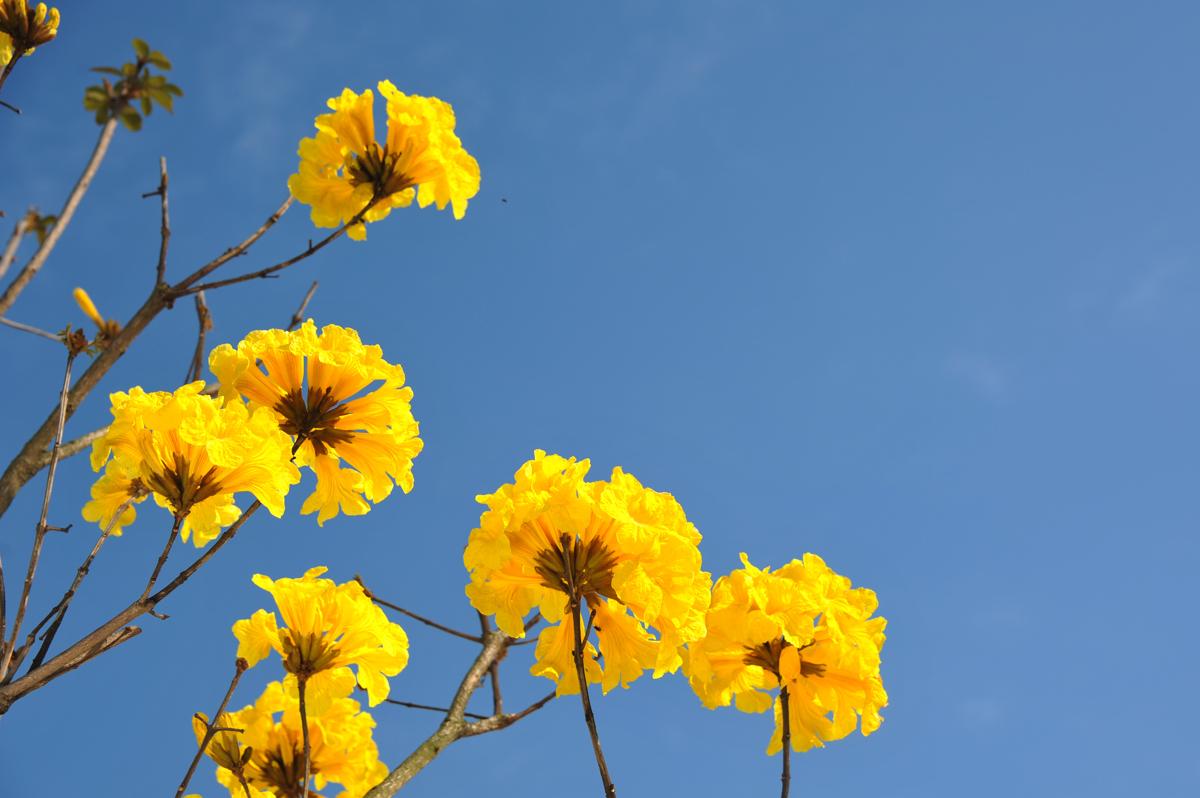 石竹花图片 石竹图片 石竹植物图片图片