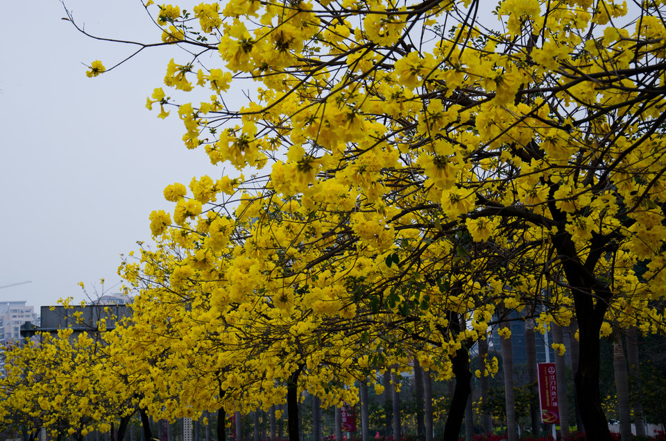 石竹花图片 石竹图片 石竹植物图片图片