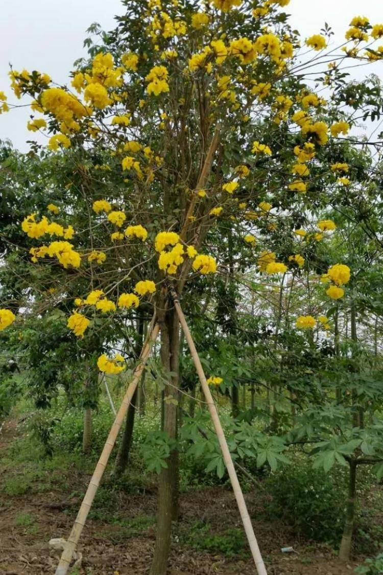 植物图片图片
