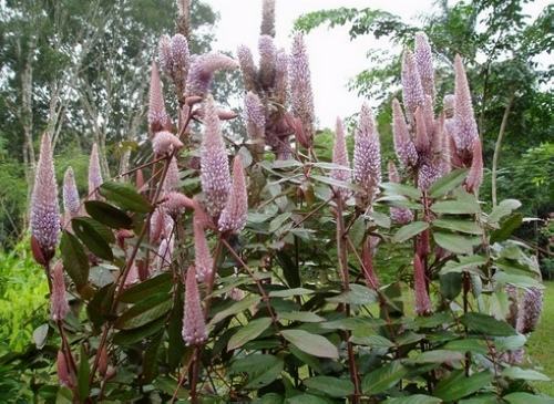石竹花图片 石竹图片 石竹植物图片图片