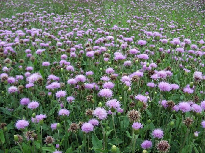 石竹花图片 石竹图片 石竹植物图片图片