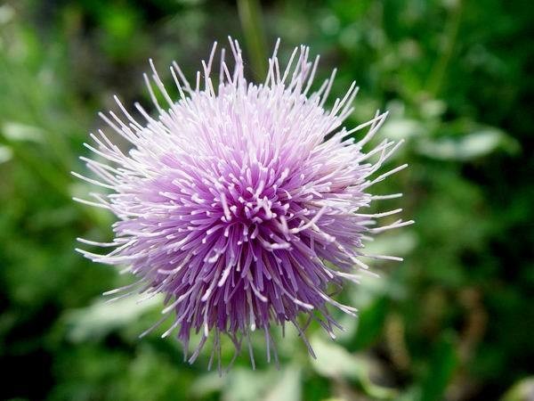 石竹花图片 石竹图片 石竹植物图片图片