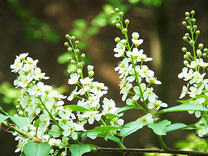 白芨花图片 白芨图片 白芨植物图片图片