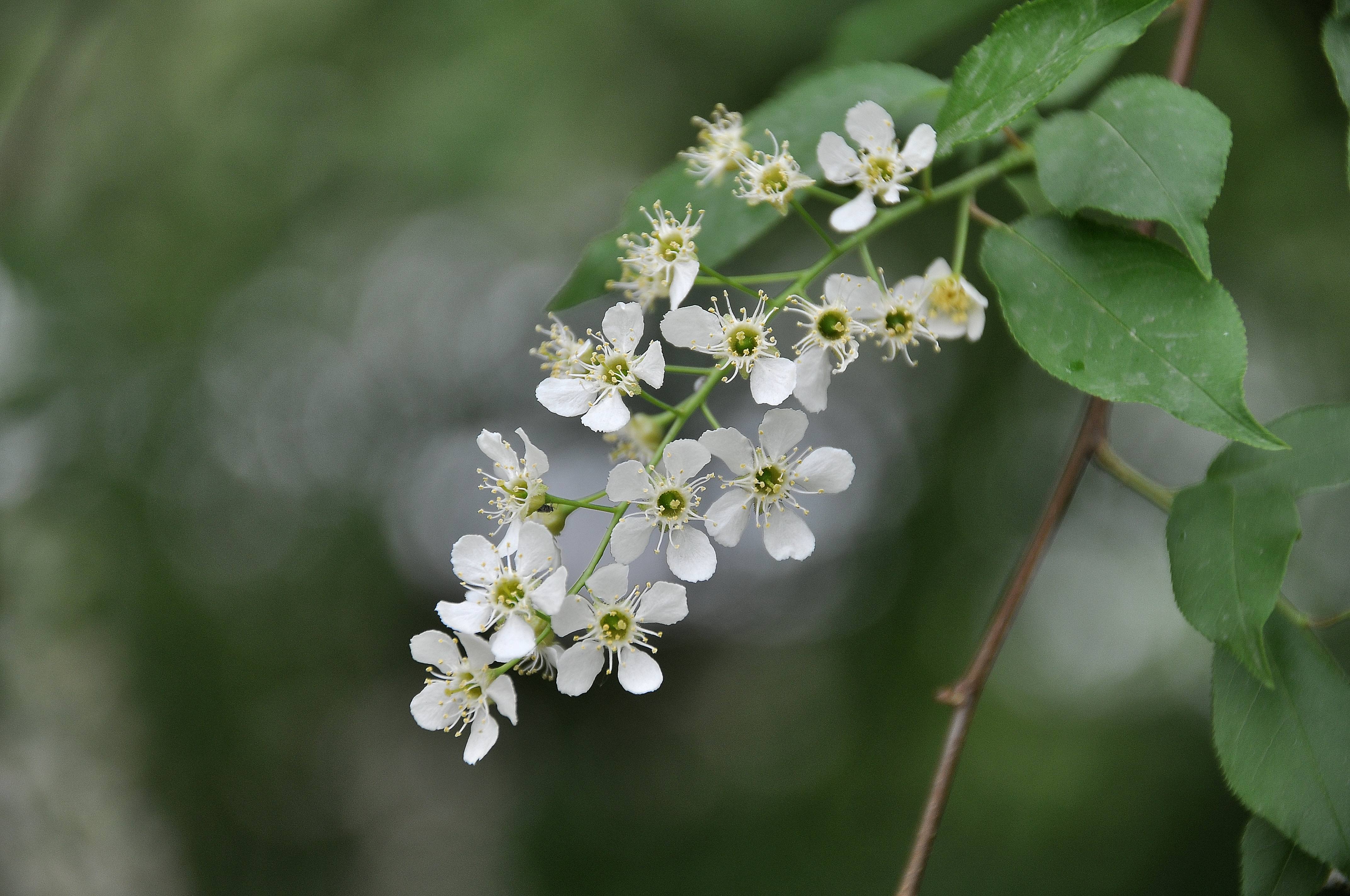 白芨花图片 白芨图片 白芨植物图片图片
