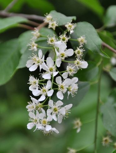 白芨花图片 白芨图片 白芨植物图片图片