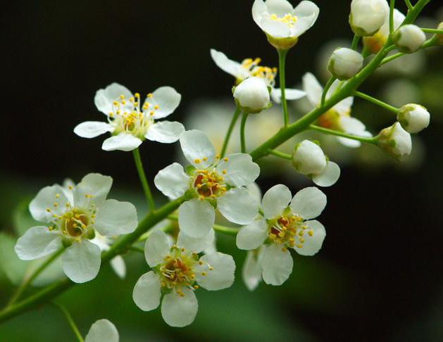 白芨花图片 白芨图片 白芨植物图片图片