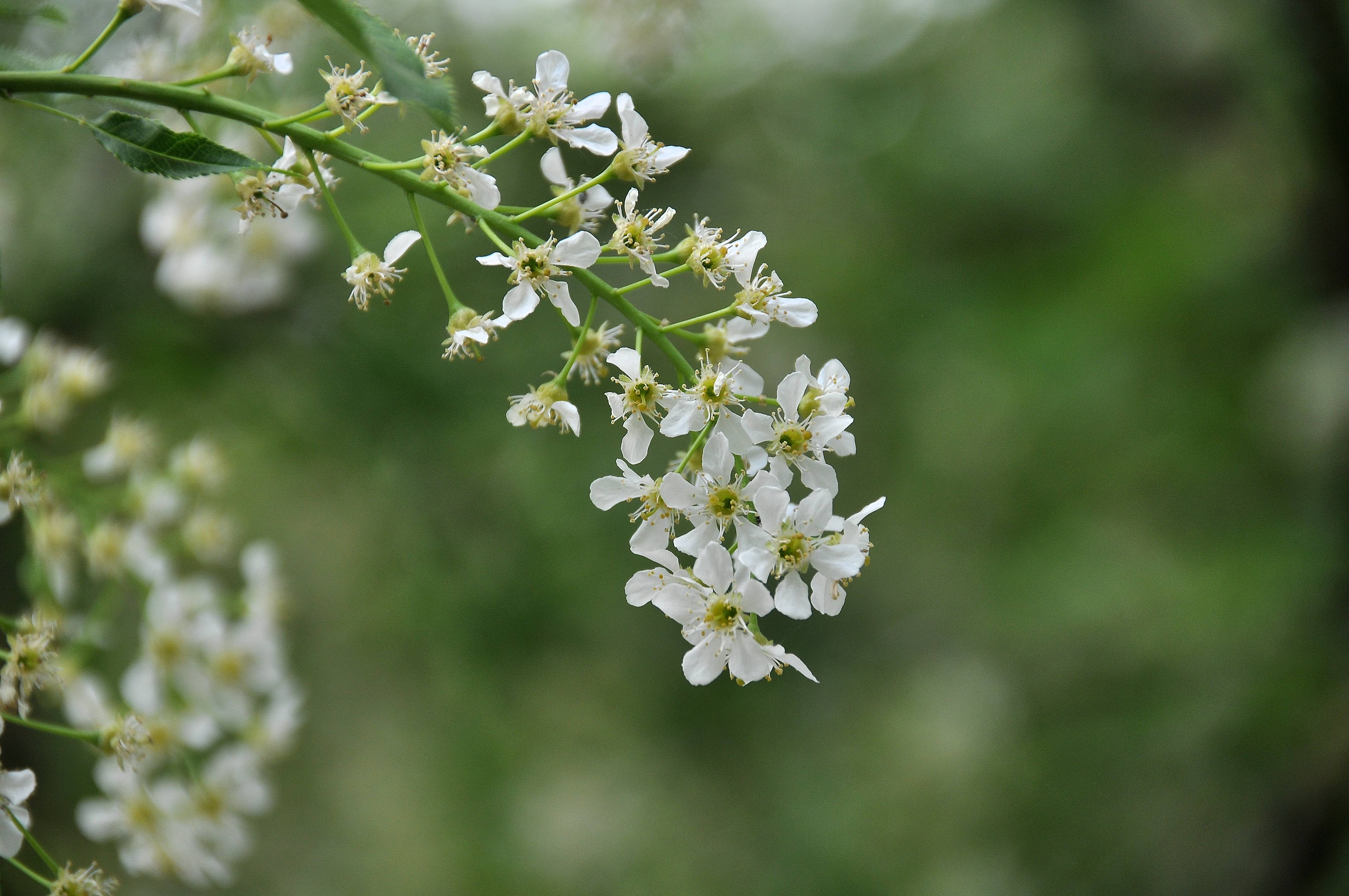白芨花图片 白芨图片 白芨植物图片图片
