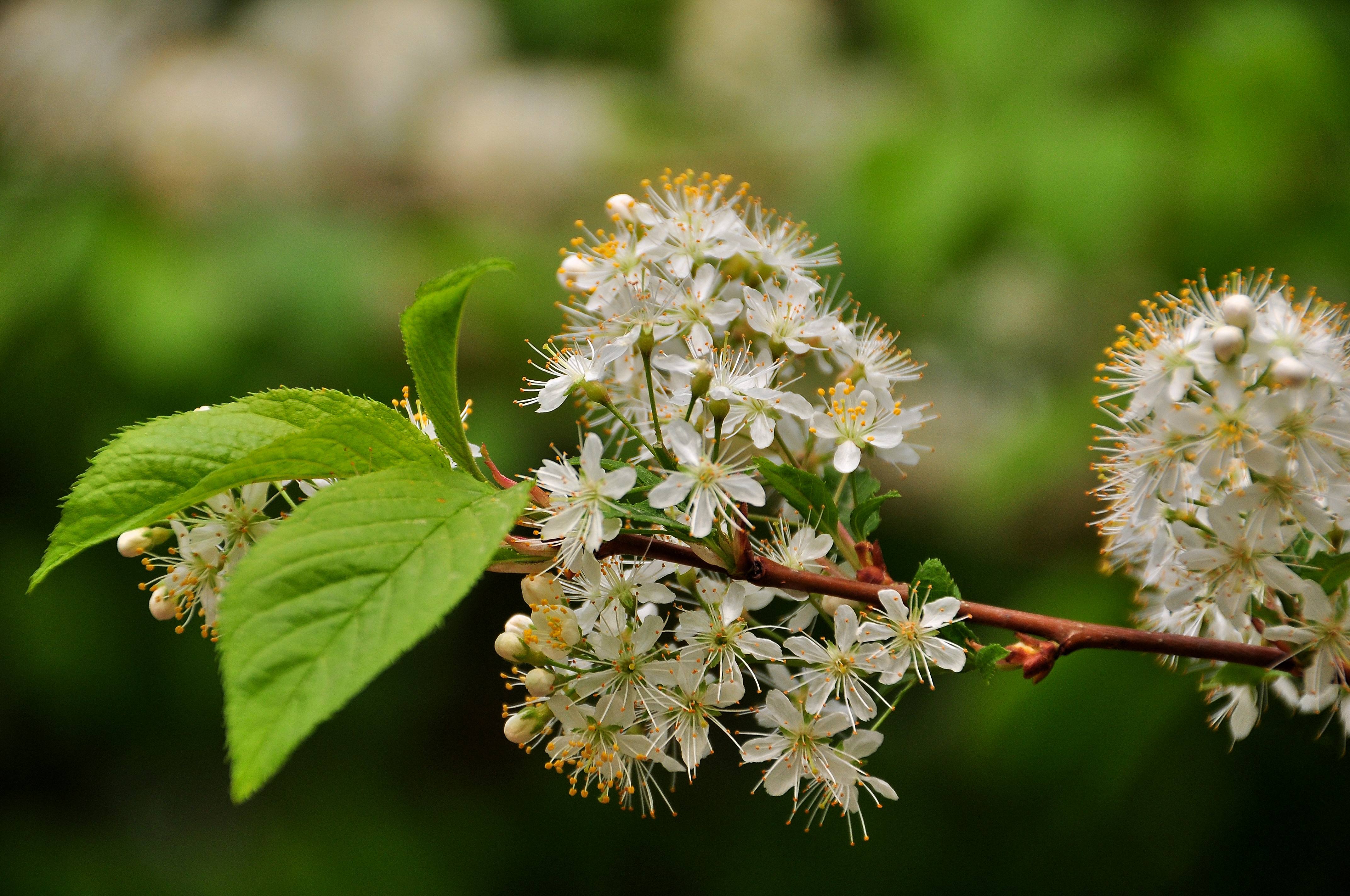 白芨花图片 白芨图片 白芨植物图片图片
