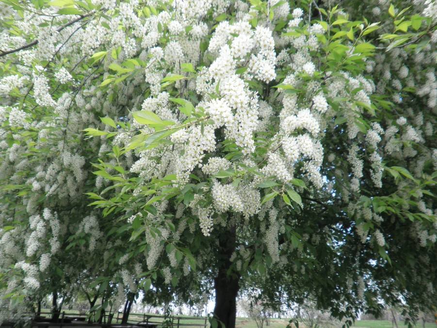 白芨花图片 白芨图片 白芨植物图片图片