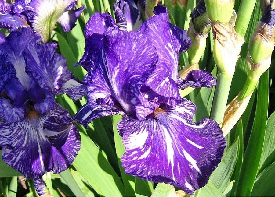 白芨花图片 白芨图片 白芨植物图片图片