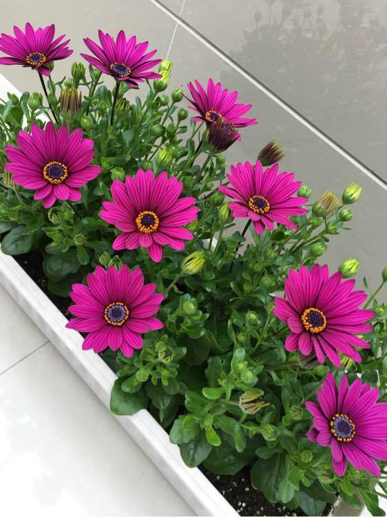 石竹花图片 石竹图片 石竹植物图片图片