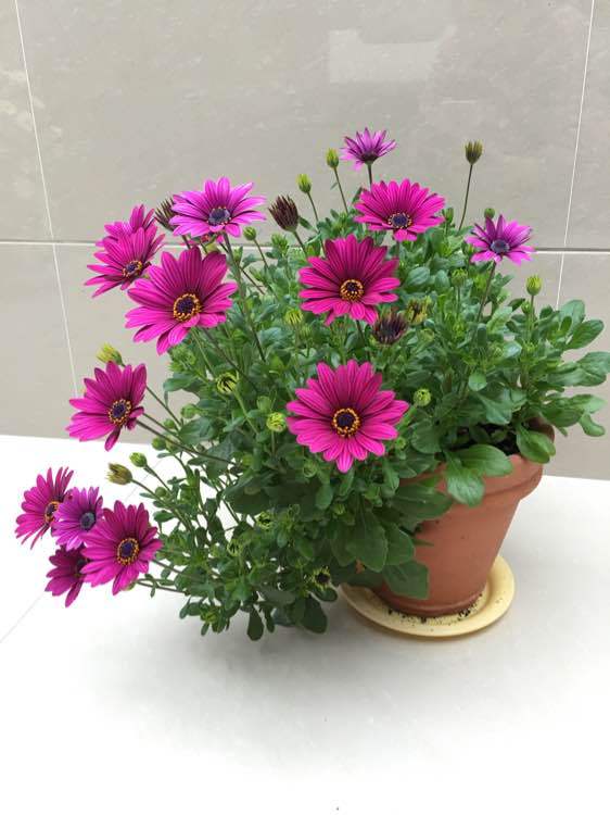 石竹花图片 石竹图片 石竹植物图片图片
