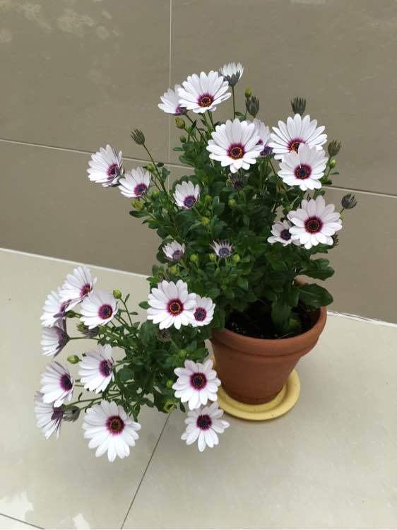 石竹花图片 石竹图片 石竹植物图片图片