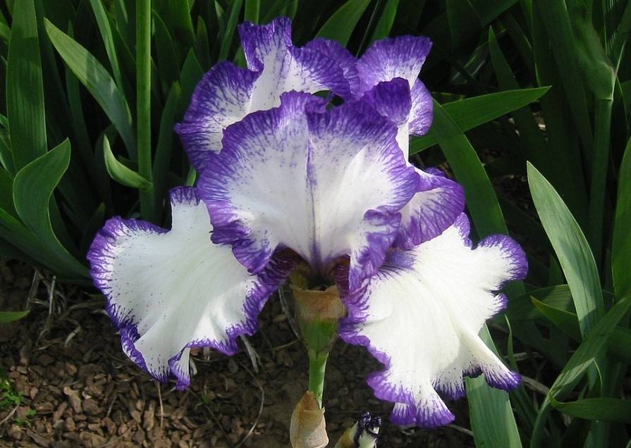 白芨花图片 白芨图片 白芨植物图片图片