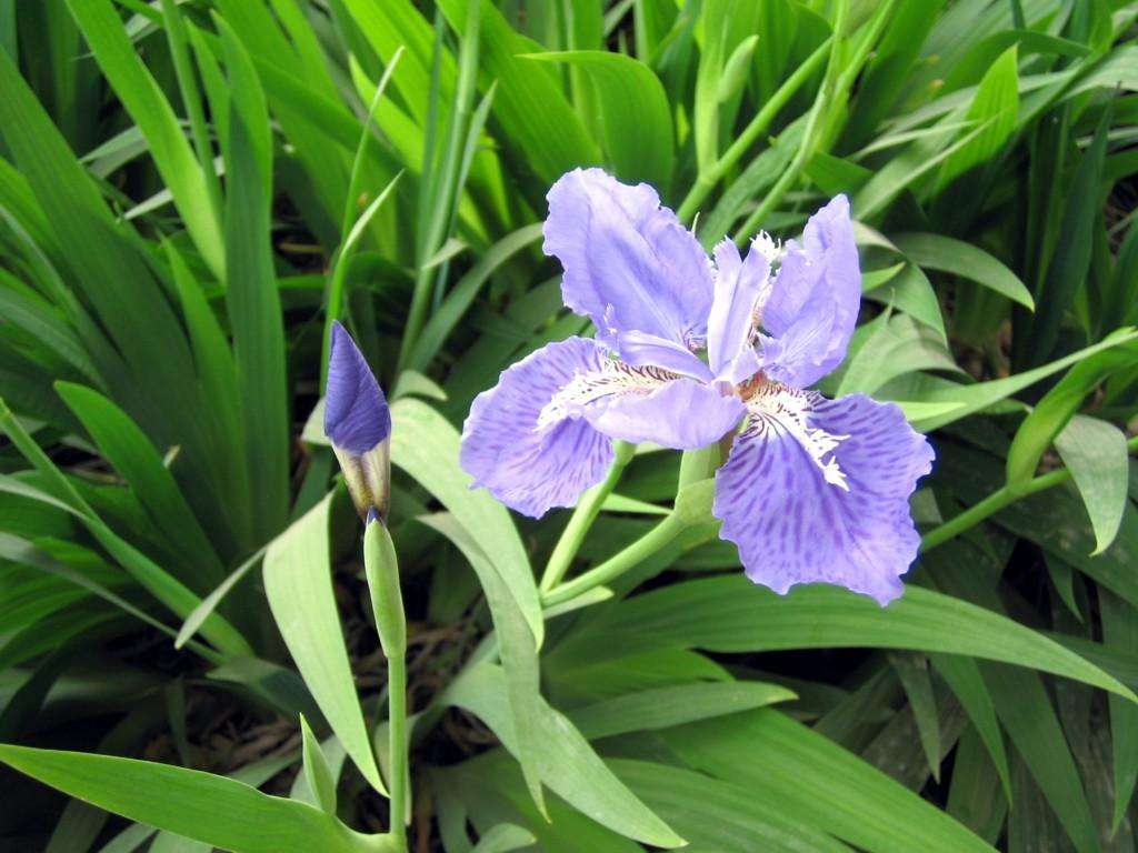 白芨花图片 白芨图片 白芨植物图片图片