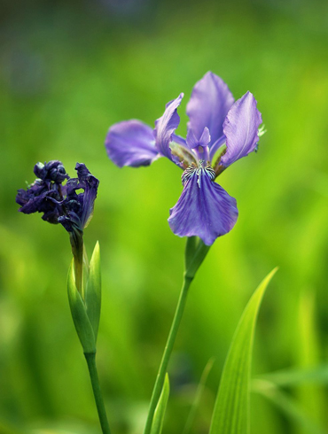 白芨花图片 白芨图片 白芨植物图片图片