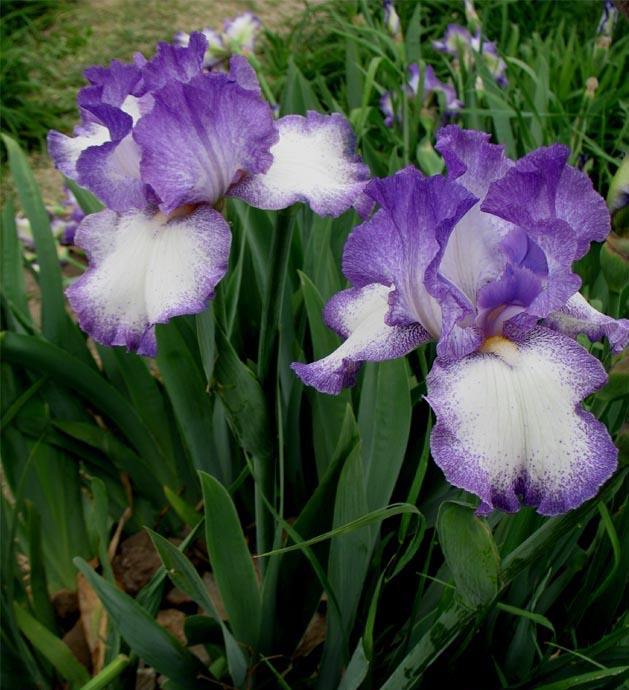 白芨花图片 白芨图片 白芨植物图片图片