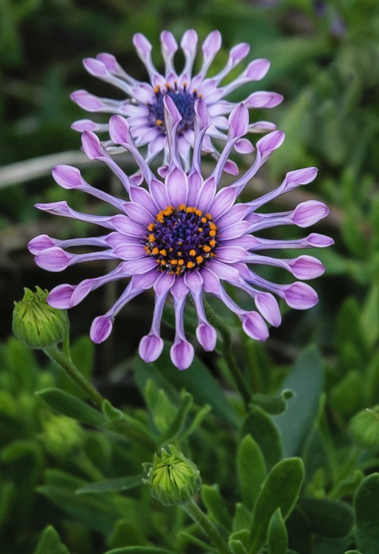 石竹花图片 石竹图片 石竹植物图片图片