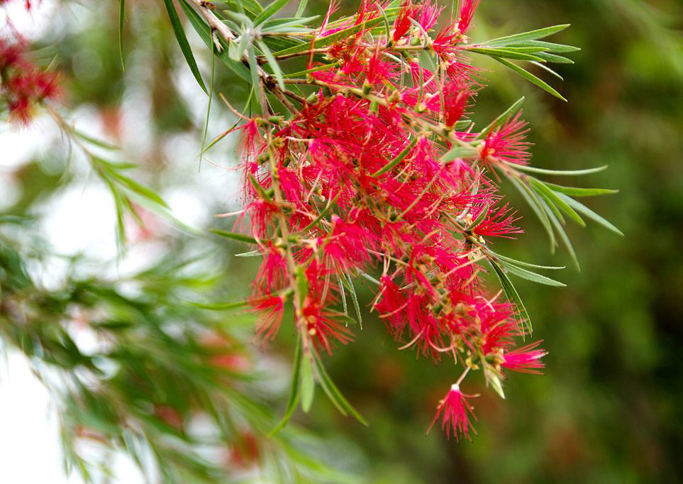 白芨花图片 白芨图片 白芨植物图片图片