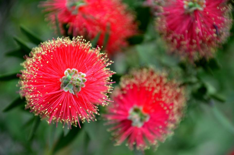 白芨花图片 白芨图片 白芨植物图片图片