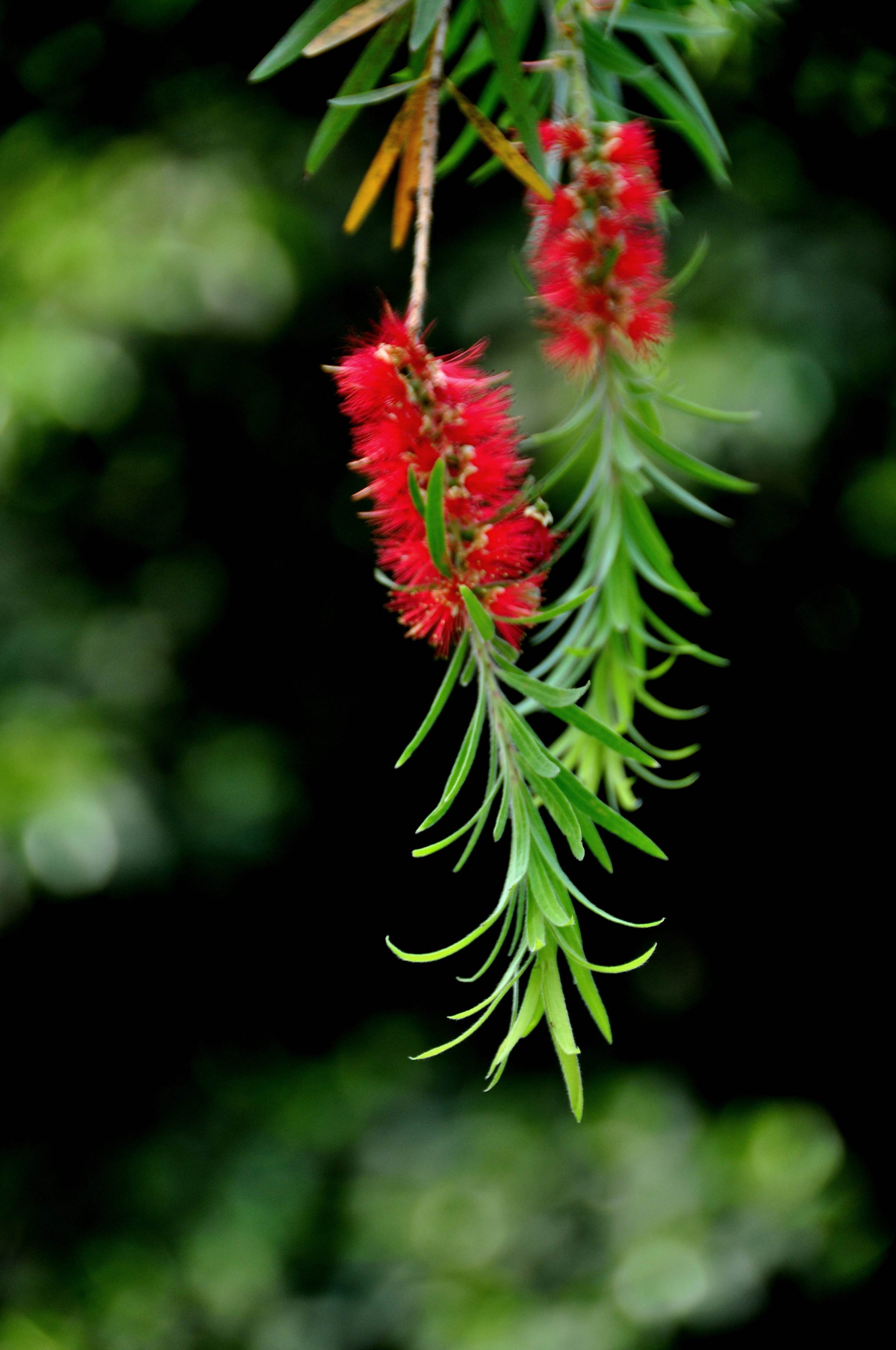 白芨花图片 白芨图片 白芨植物图片图片