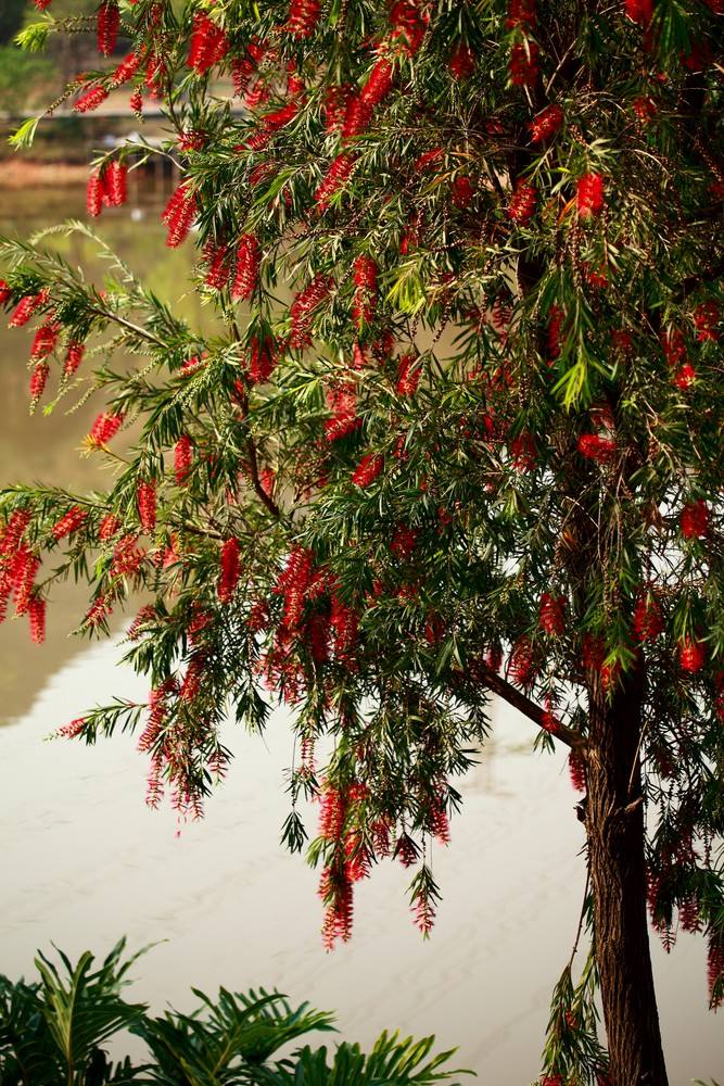 白芨花图片 白芨图片 白芨植物图片图片